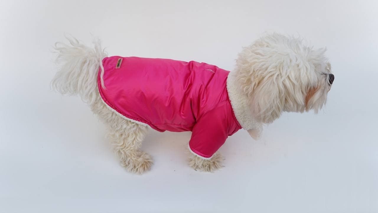 Kırmızı köpek elbisesi